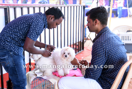 Dog Show 2